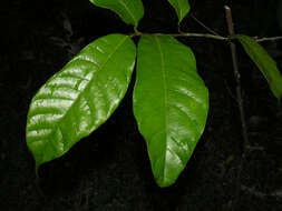 Image of Pubescent Sorocea (tree)