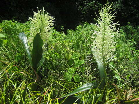 Слика од Sansevieria pedicellata la Croix