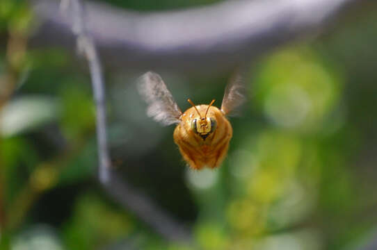 Marangoz arı resmi
