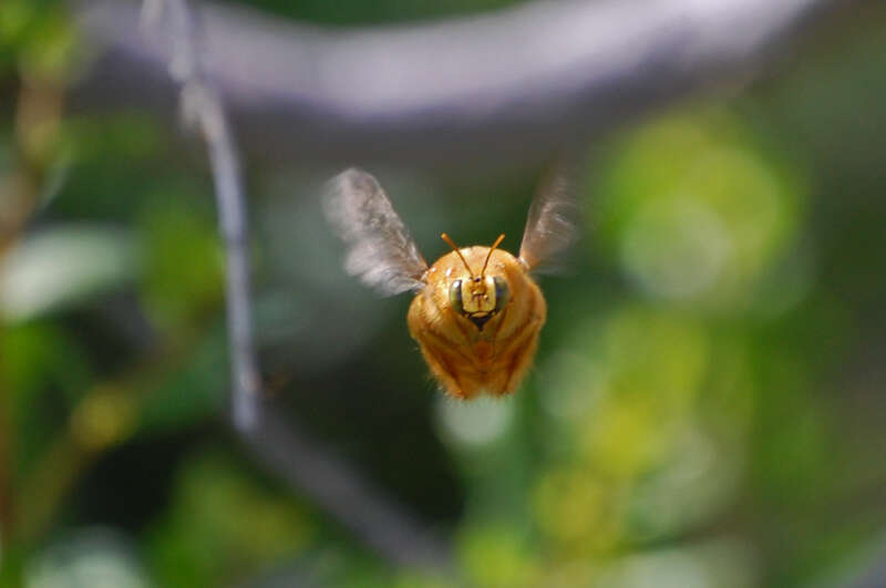 Image of carpenter bee