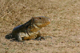 Image of Paraguay Caiman Lizard