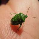 Image of Juniper Stink Bug