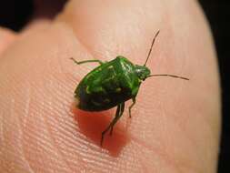 Image of Juniper Stink Bug