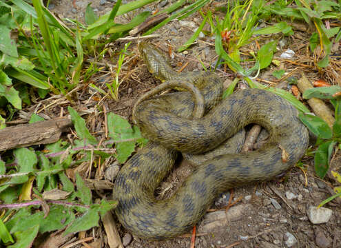 Image of Grass snakes