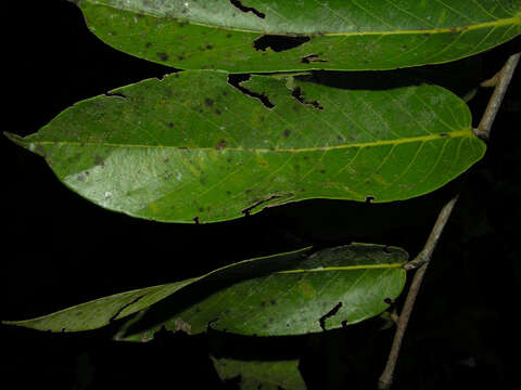 Sivun Licania corniculata G. T. Prance kuva