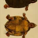 Image of Red-footed Amazon Side-necked Turtle