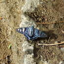 Image of Phocides belus