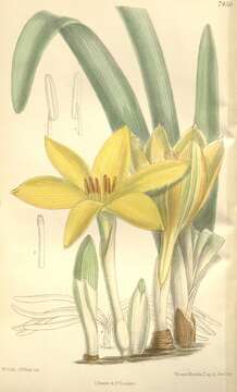 Image de Sternbergia clusiana (Ker Gawl.) Ker Gawl. ex Spreng.