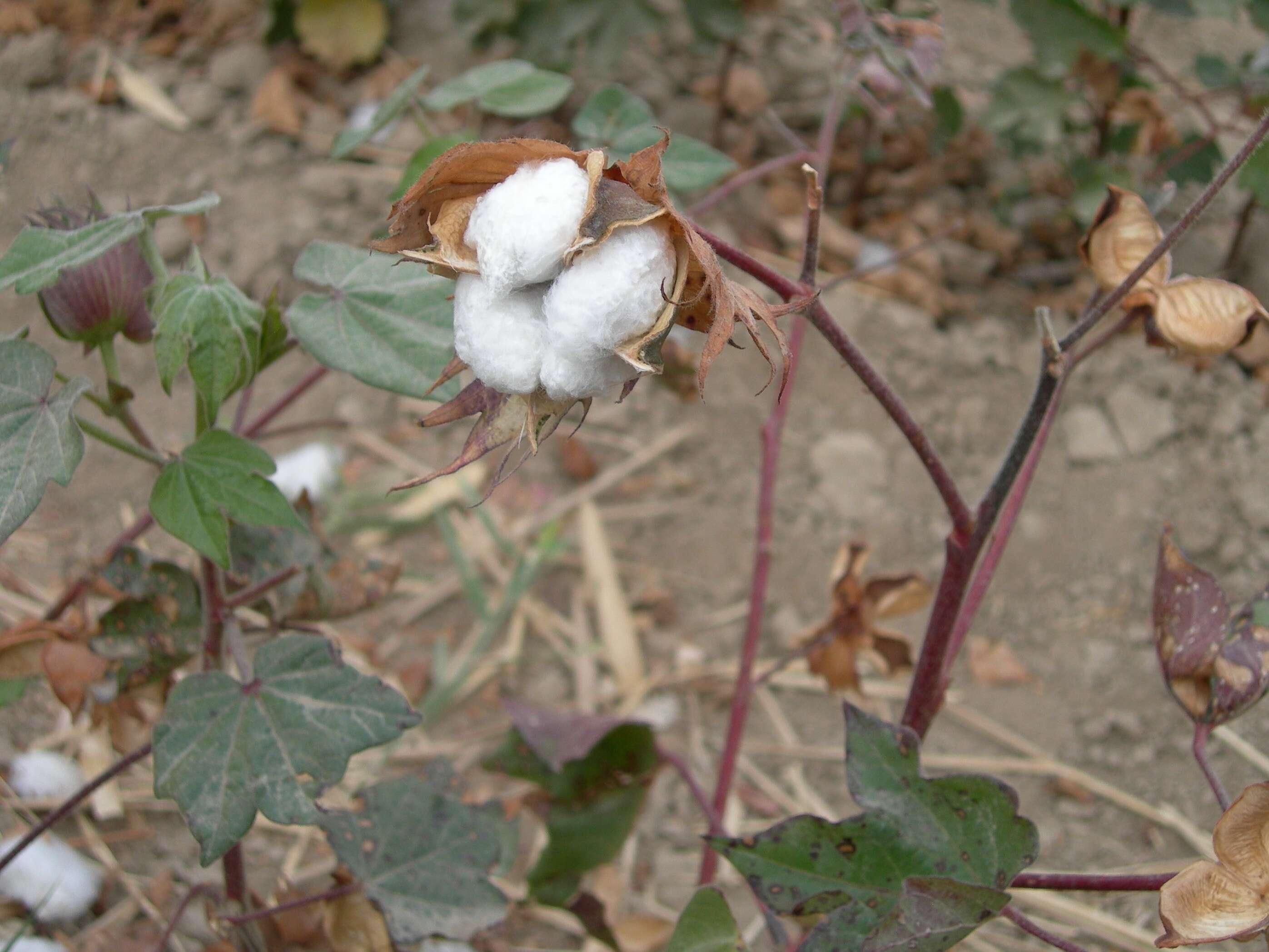 Image of upland cotton