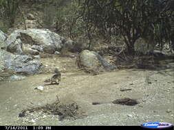 Image of Harris's Antelope Squirrel