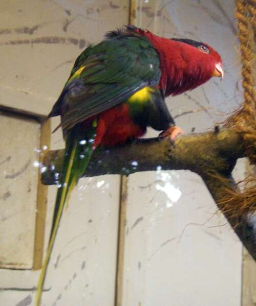 Image of Papuan Lorikeet