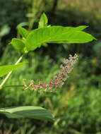 Image of pokeweed