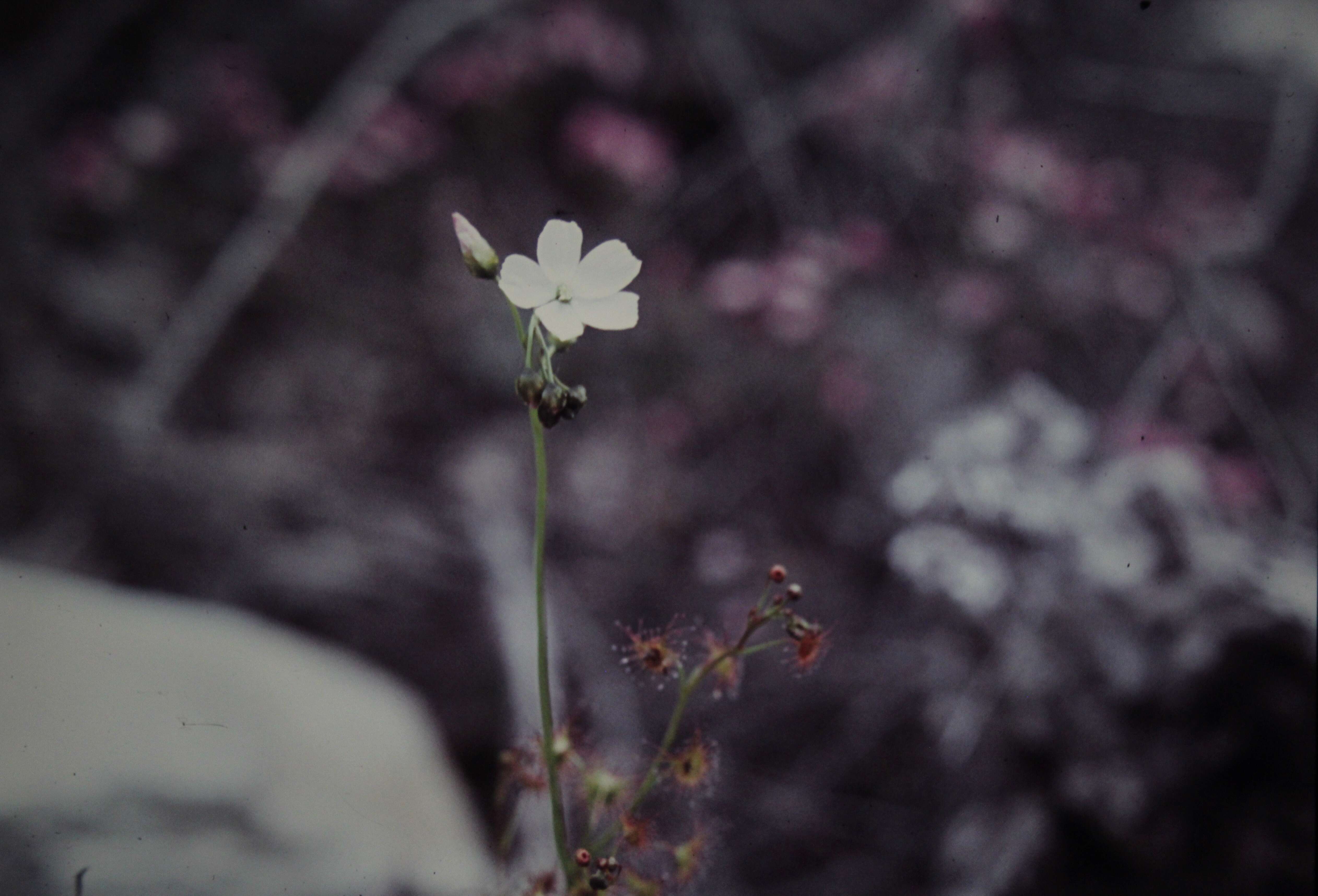 Image of Drosera peltata Thunb.