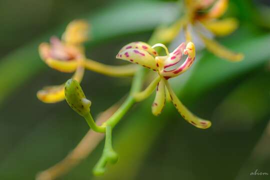 Renanthera histrionica Rchb. fil.的圖片