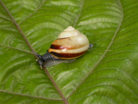 Image of Papua New Guinea Land Snails