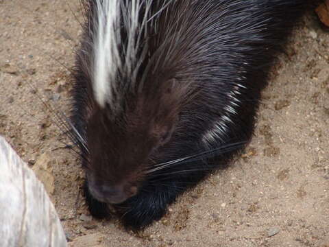 Image of North African crested porcupine