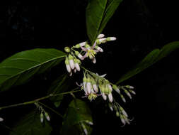 Image of Styrax glabratus Schott