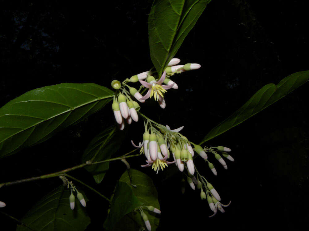 Image of Styrax glabratus Schott