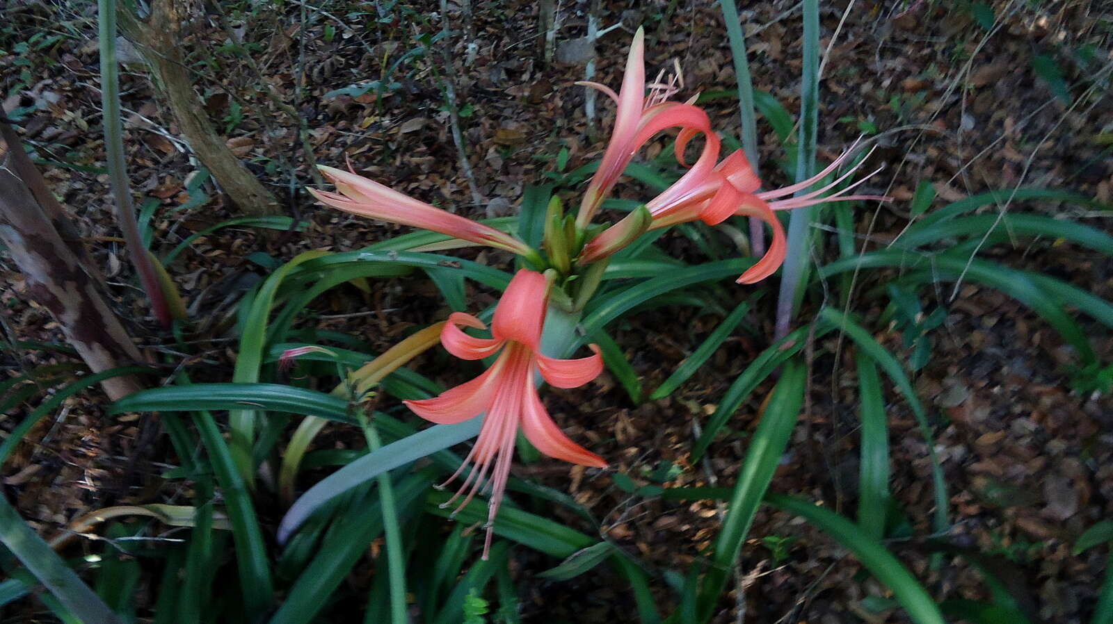 Слика од Hippeastrum stylosum Herb.