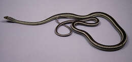 Image of Striped Whipsnake