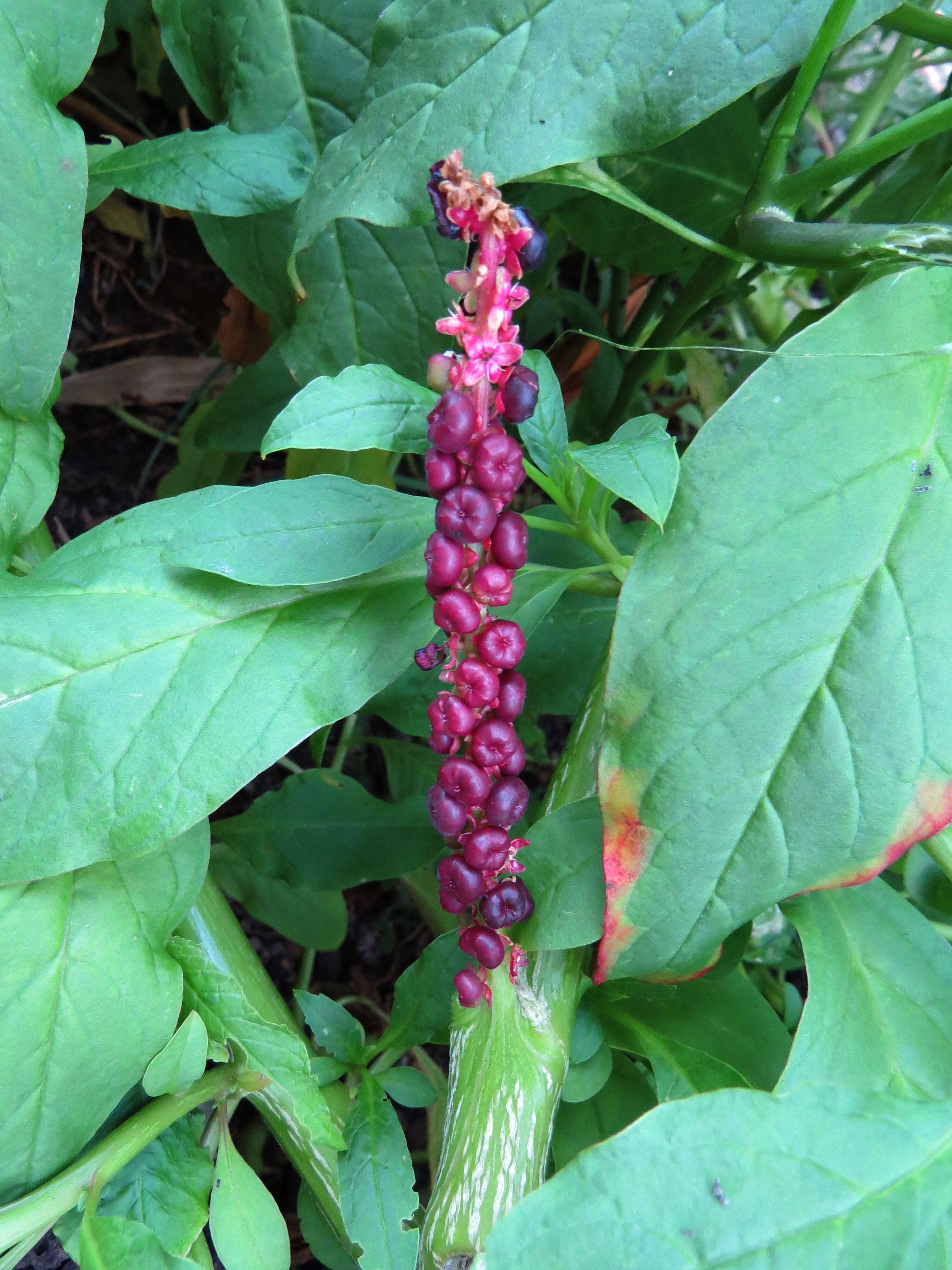 Image of pokeweed