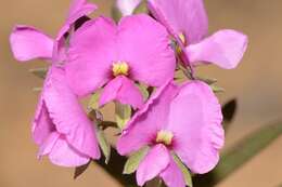 Image of Handsome Wedge Pea