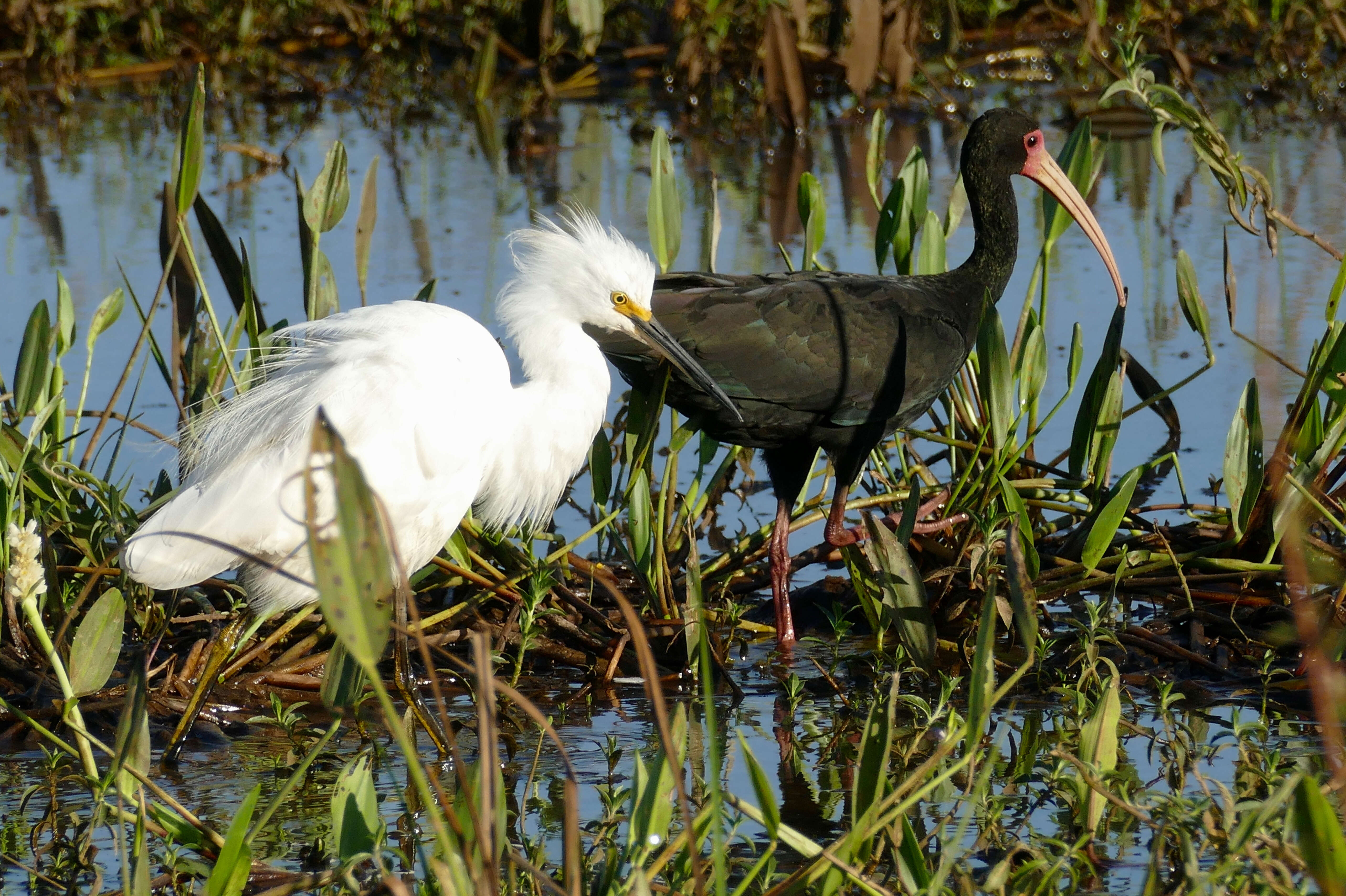 Image of Egretta Forster & T 1817