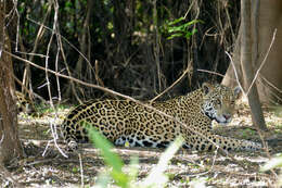 Image of Jaguar