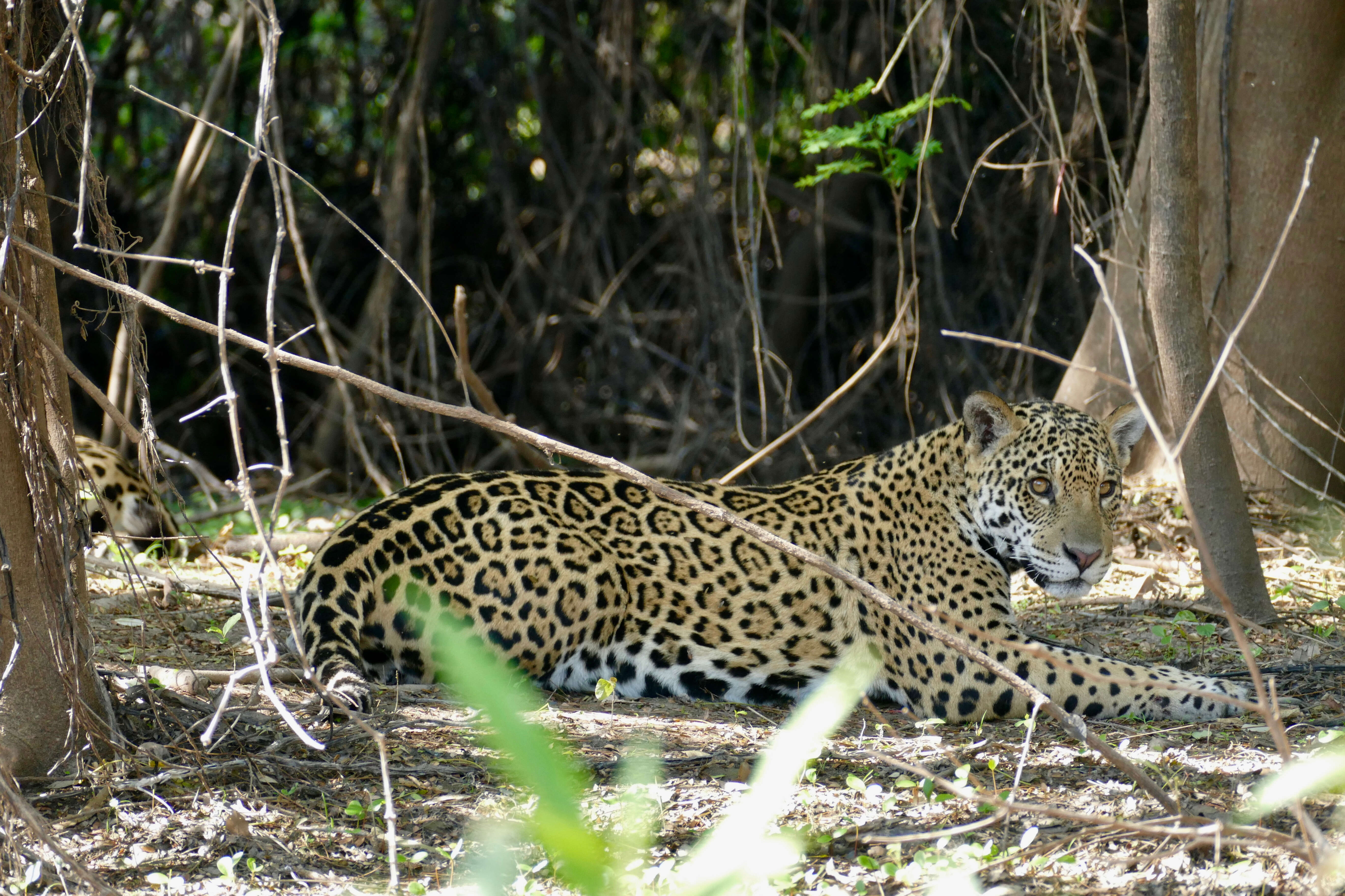 Image of Jaguar