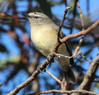 Image of Acanthizidae