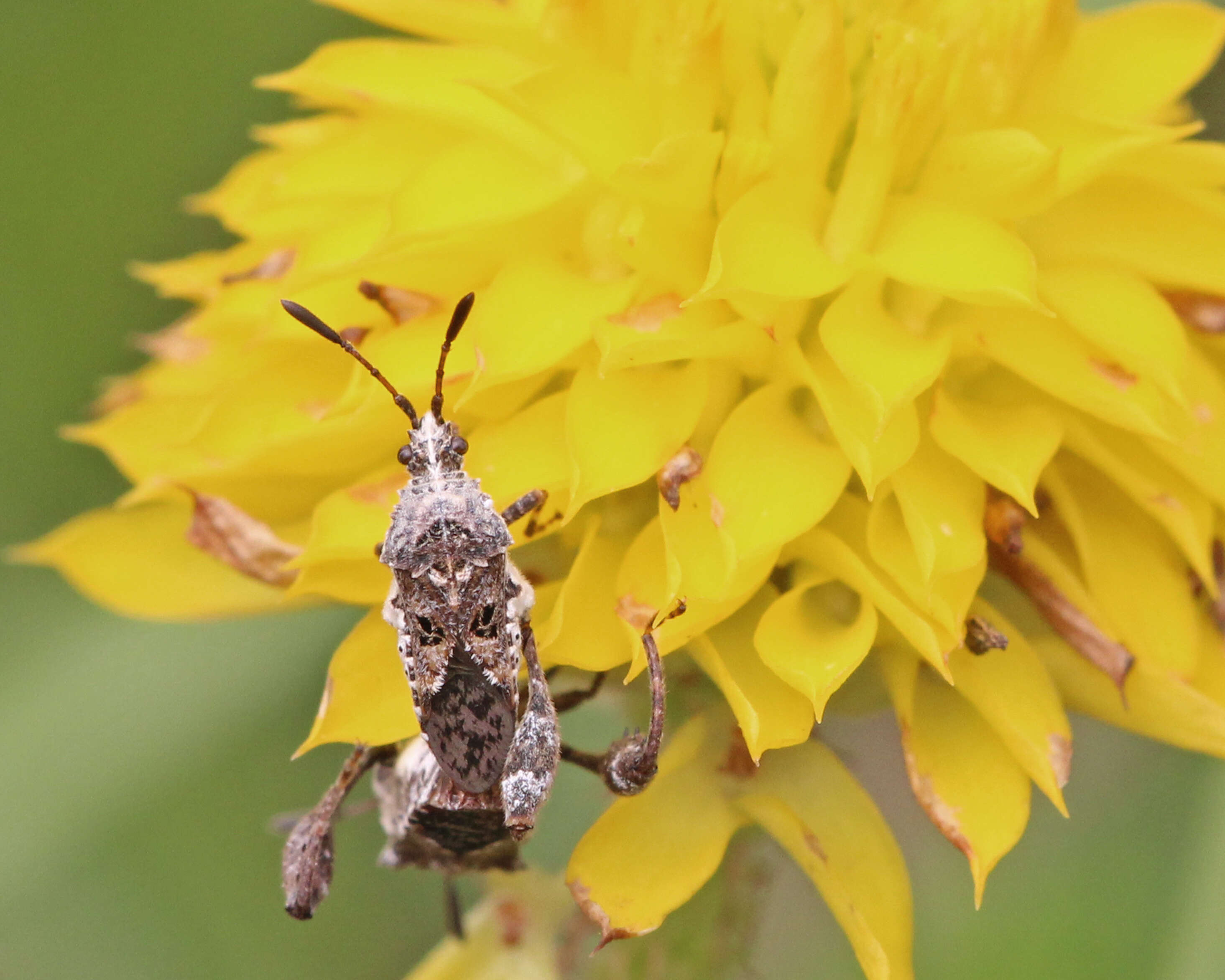 Image of Merocoris