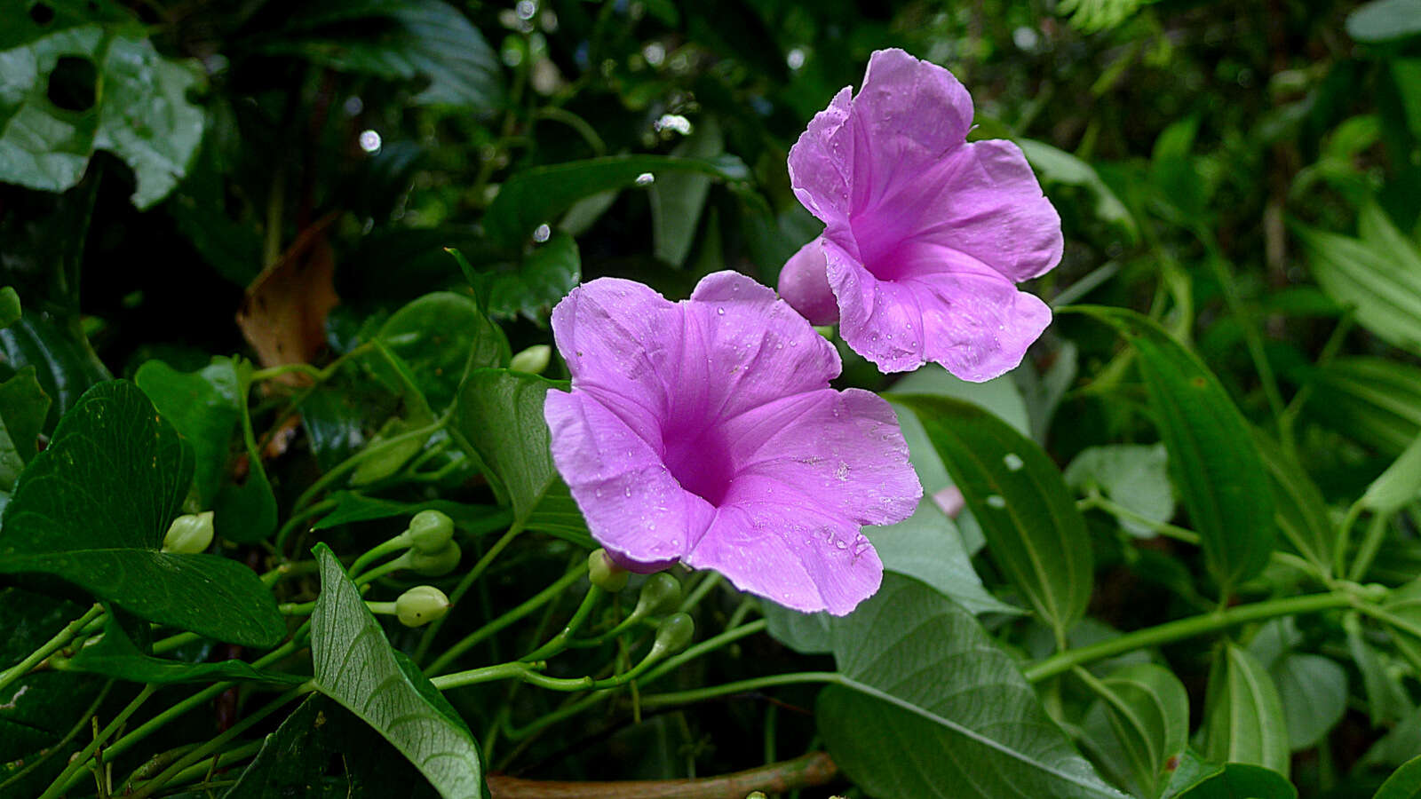 Plancia ëd Ipomoea batatoides Choisy