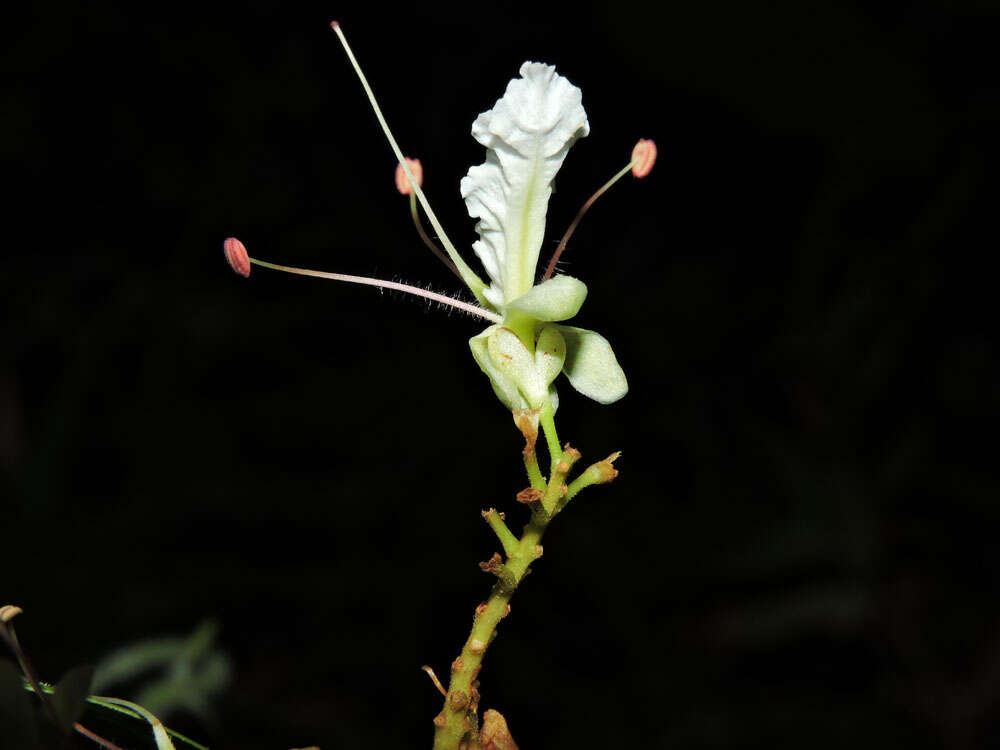 Plancia ëd Macrolobium costaricense W. C. Burger