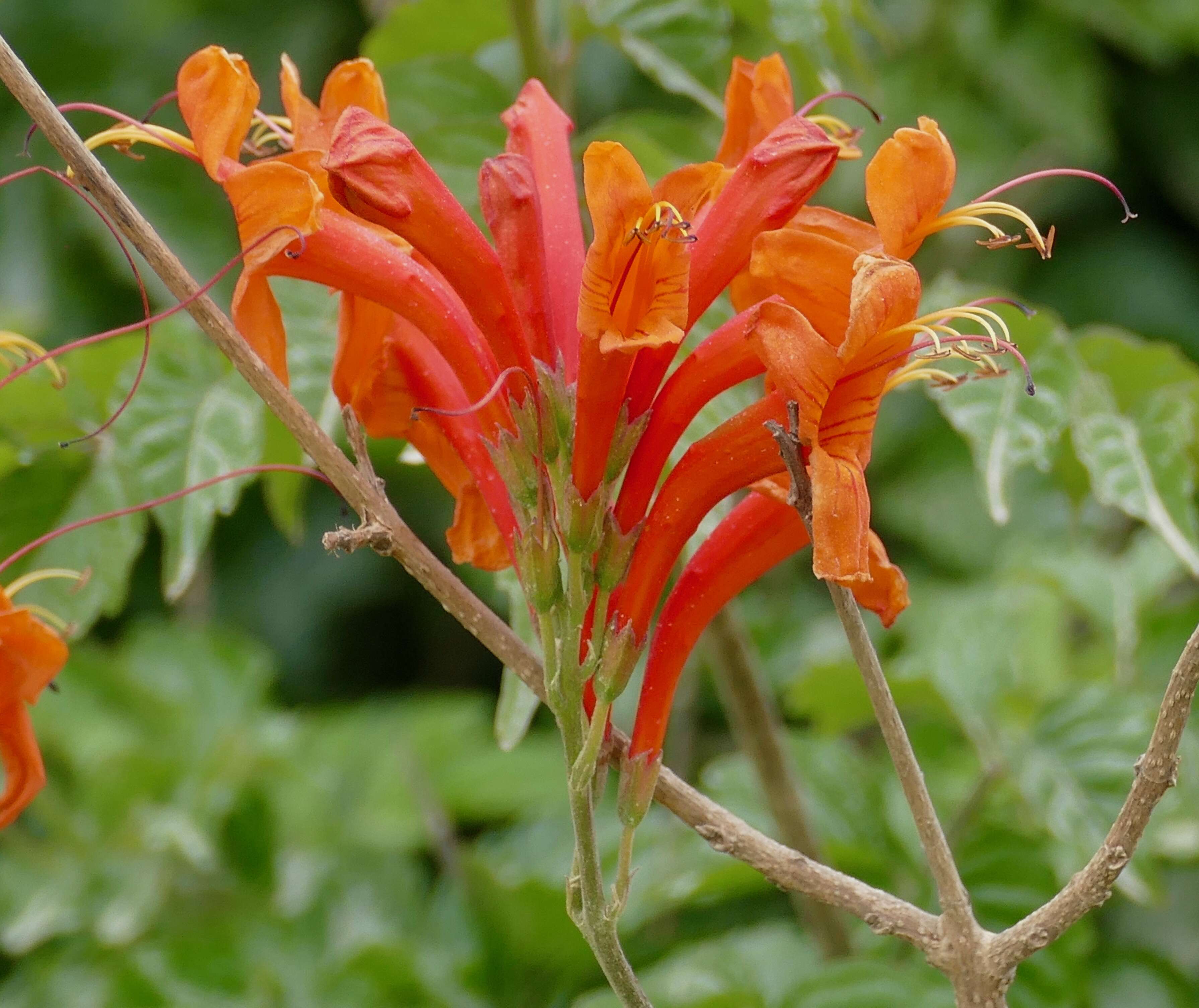 Image of Cape honeysuckle