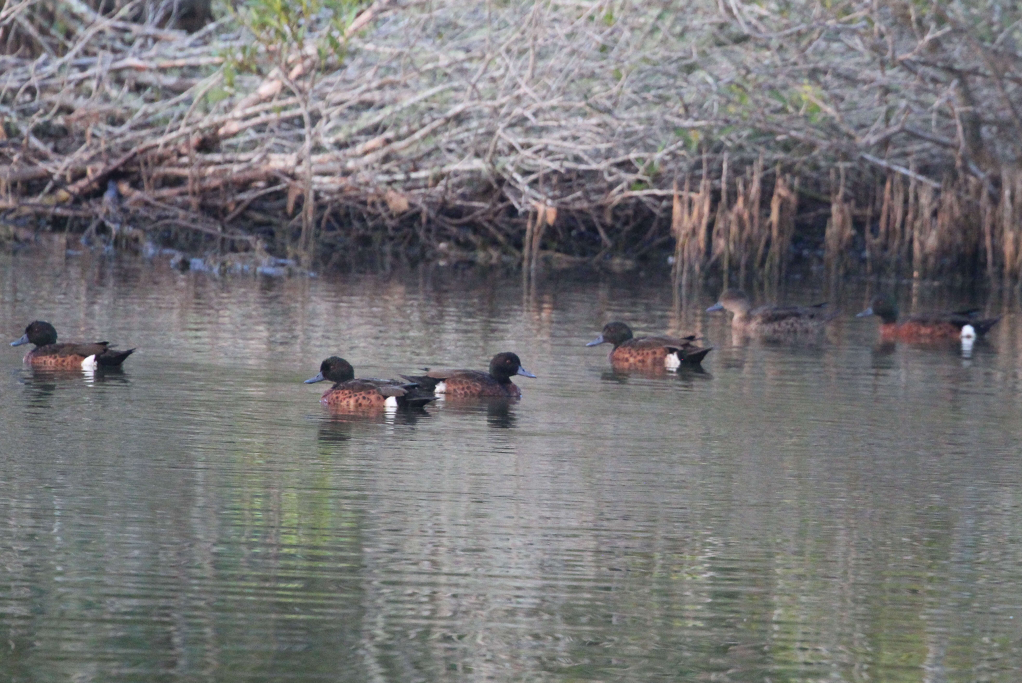 Image of Chestnut Teal