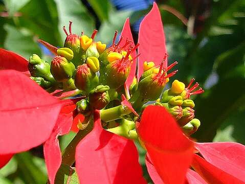 Image of poinsettia