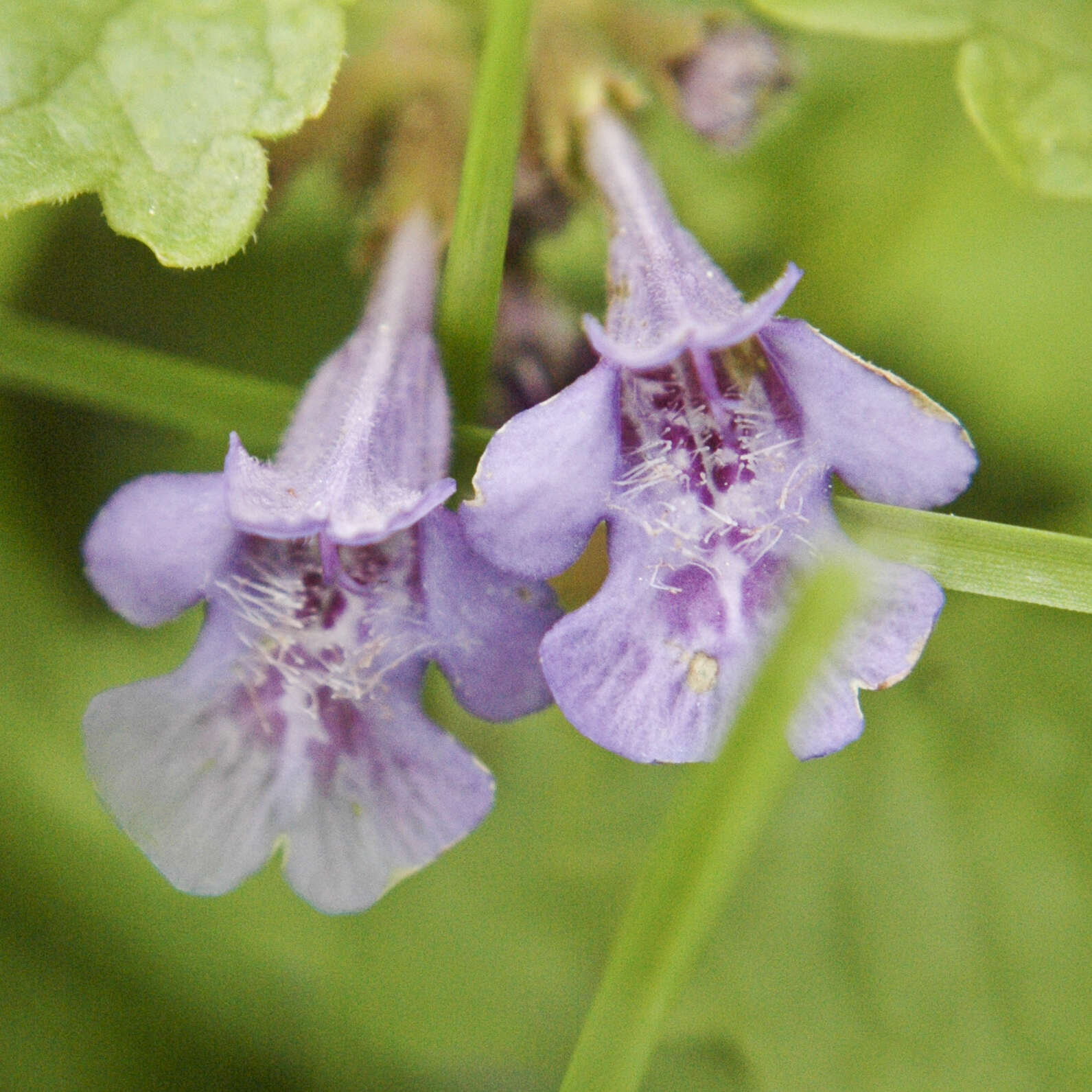 Image of Ground Ivies