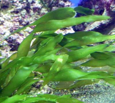 Image of Caulerpa prolifera