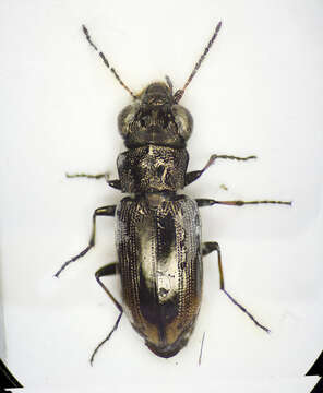 Image of Notiophilus quadripunctatus Dejean 1826