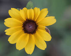 Image of blackeyed Susan