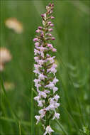 Image de Orchis odorant