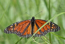 Image of Monarch Butterfly