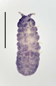 Image of Aethiopella