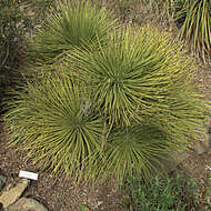 Image of Hedgehog Agave