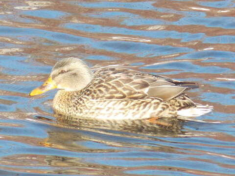 Image of Common Mallard