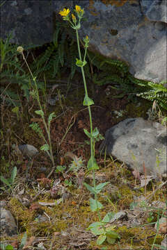 Imagem de Blackstonia perfoliata (L.) Hudson