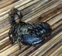 Image of Asian forest scorpion