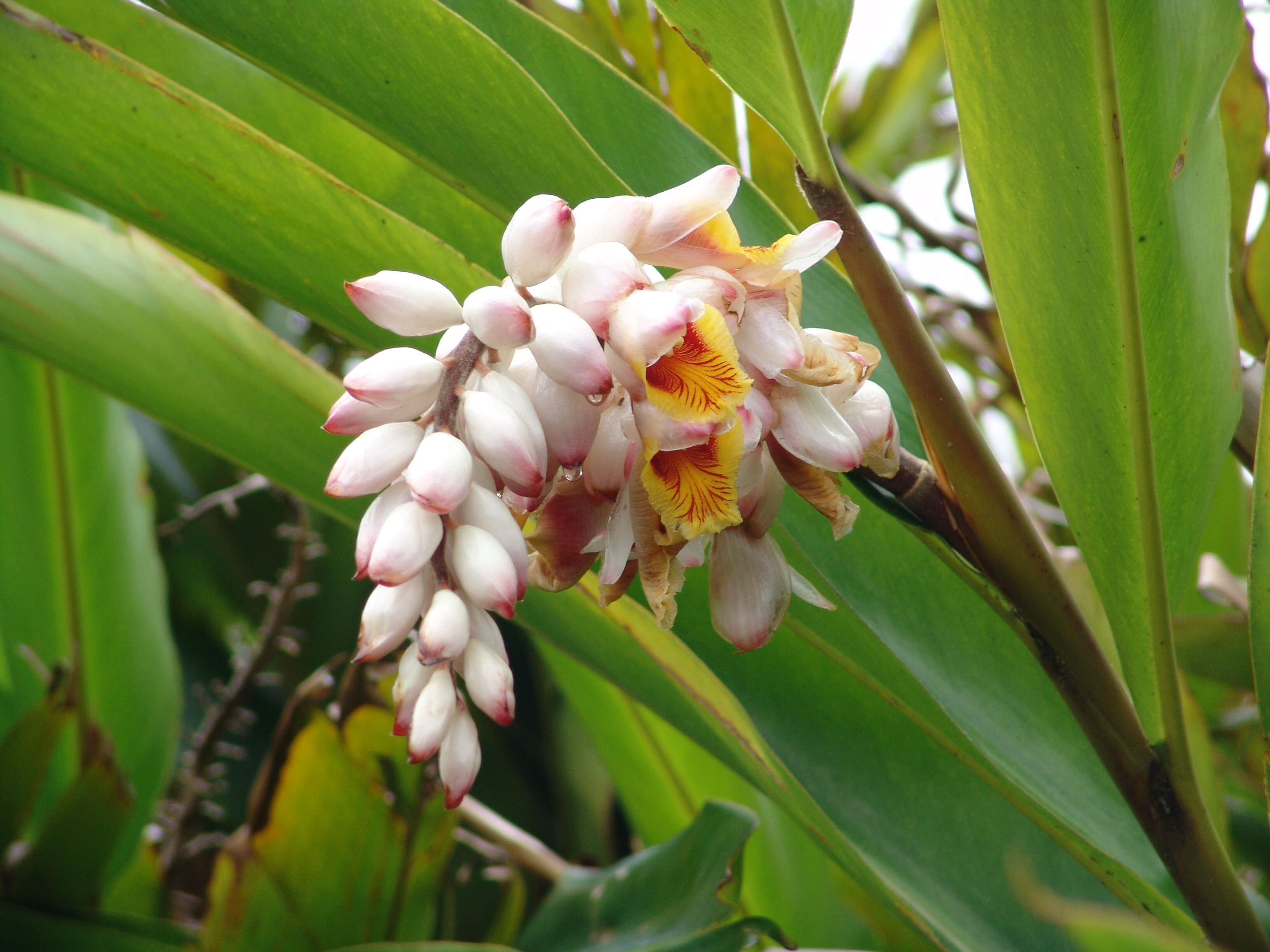 Image de Alpinia