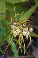 Image of brassia