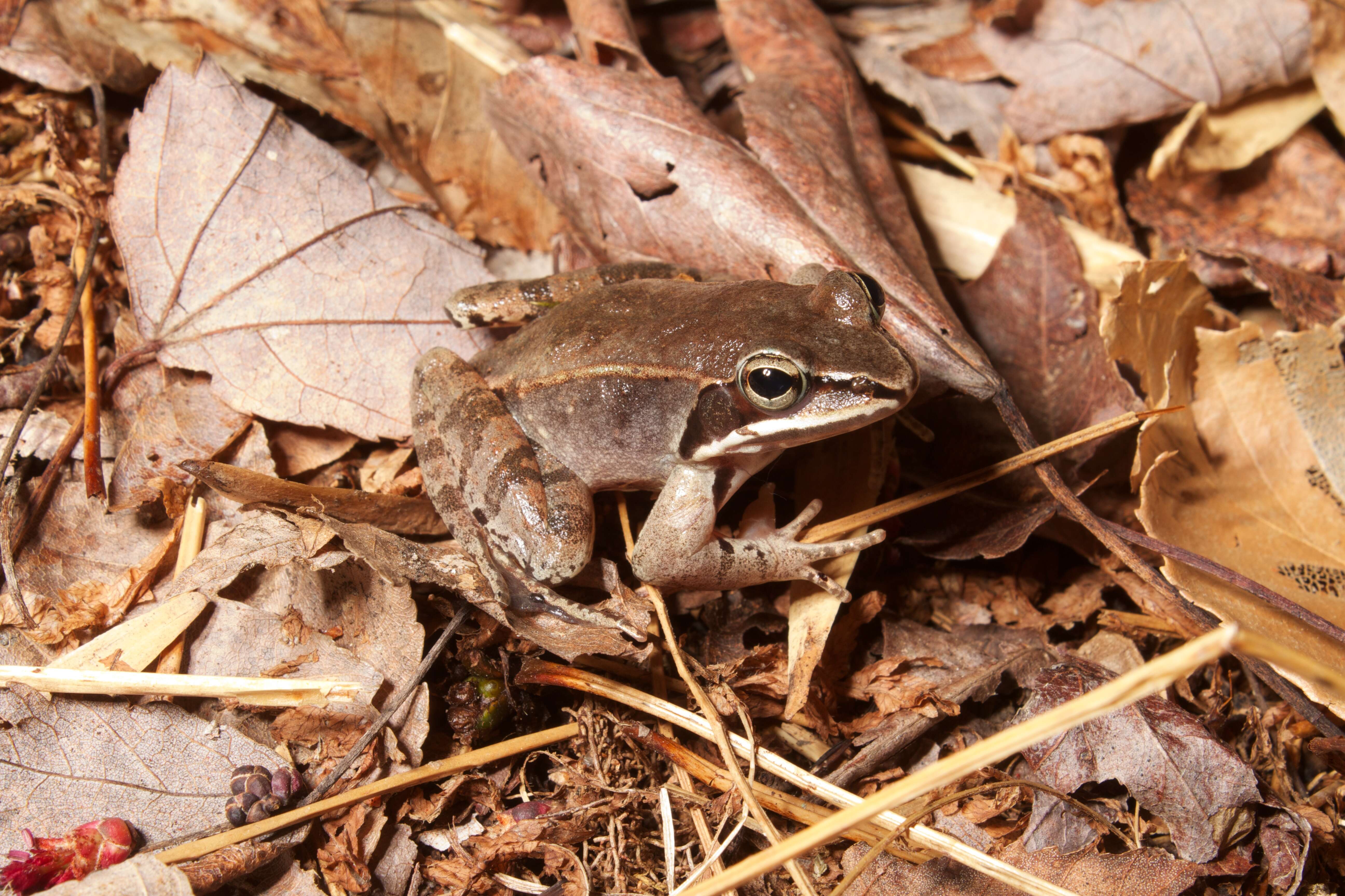 Image of Wood Frog